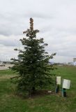 Picea pungens форма glauca. Дерево с шишками. Москва, Западный АО, ИЦ \"Сколково\", озеленение ул. Н. Тесла, в культуре. 26.04.2022.