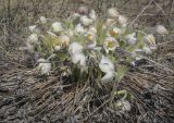 Pulsatilla uralensis. Цветущее растение. Пермский край, Кунгурский р-н, окр. с. Плехановское, восточнее ур. Спасская гора, разнотравный луг. 07.05.2022.