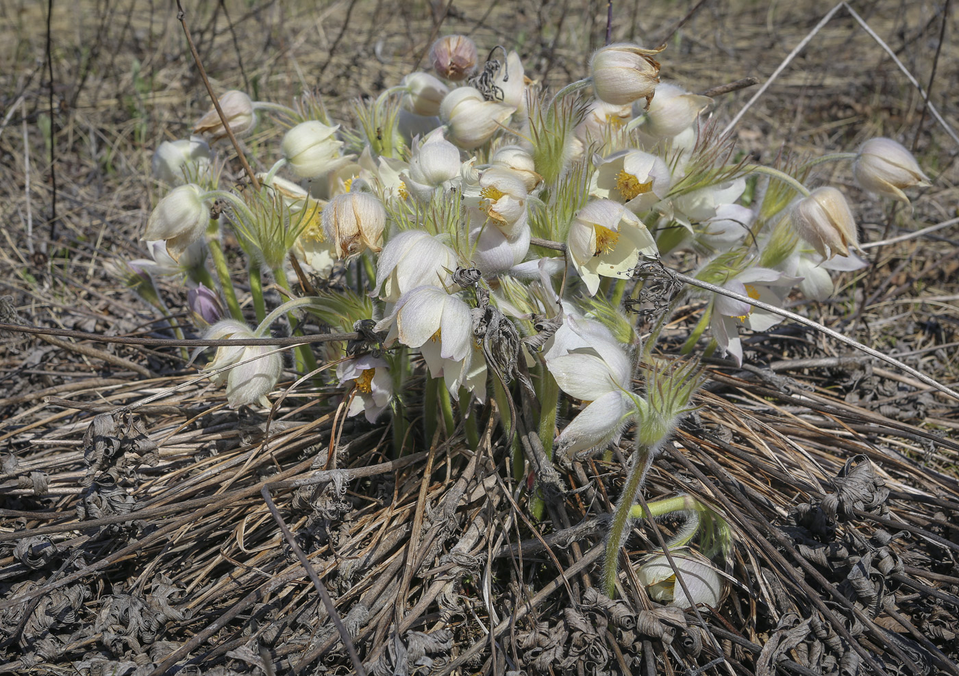 Изображение особи Pulsatilla uralensis.