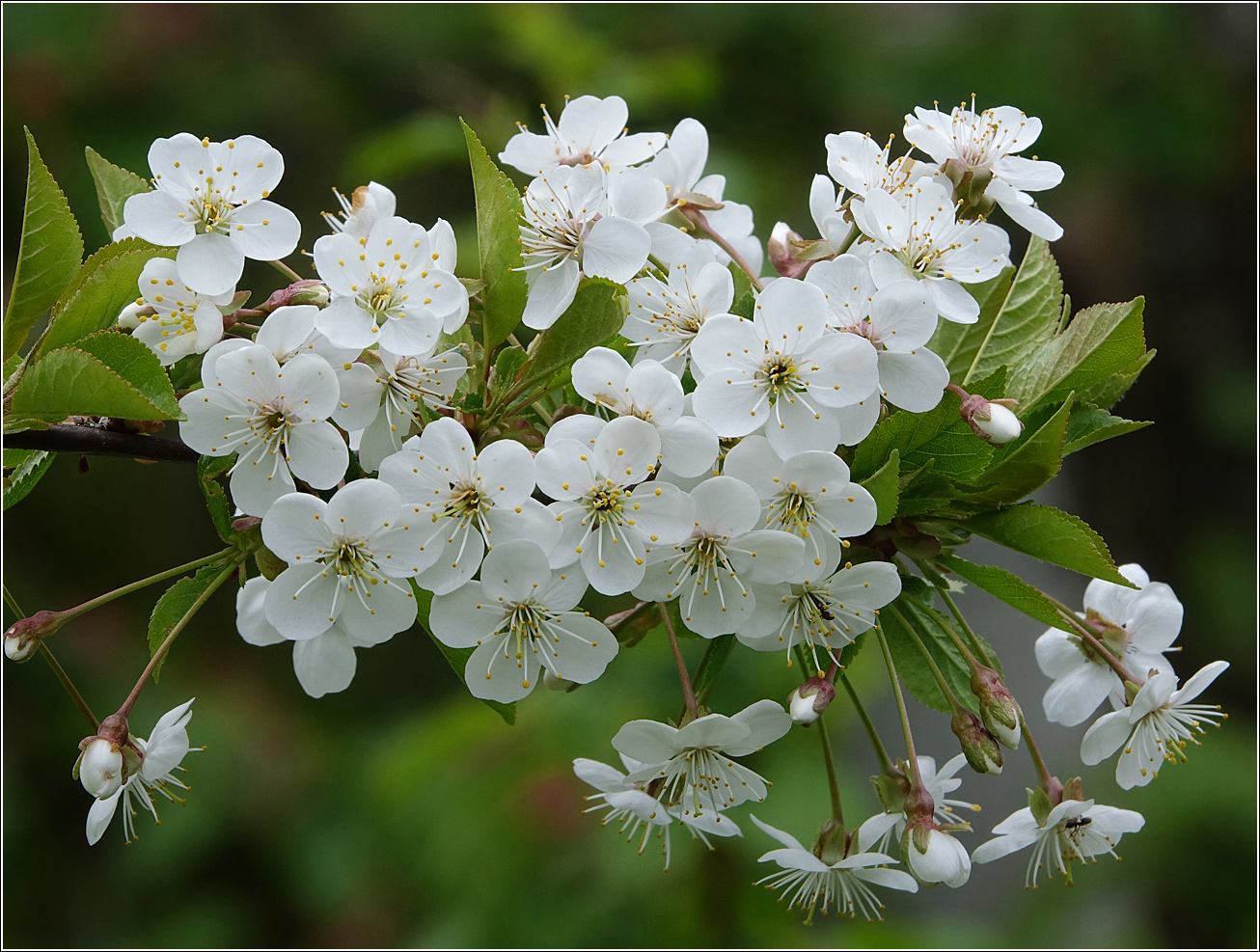 Изображение особи Cerasus vulgaris.