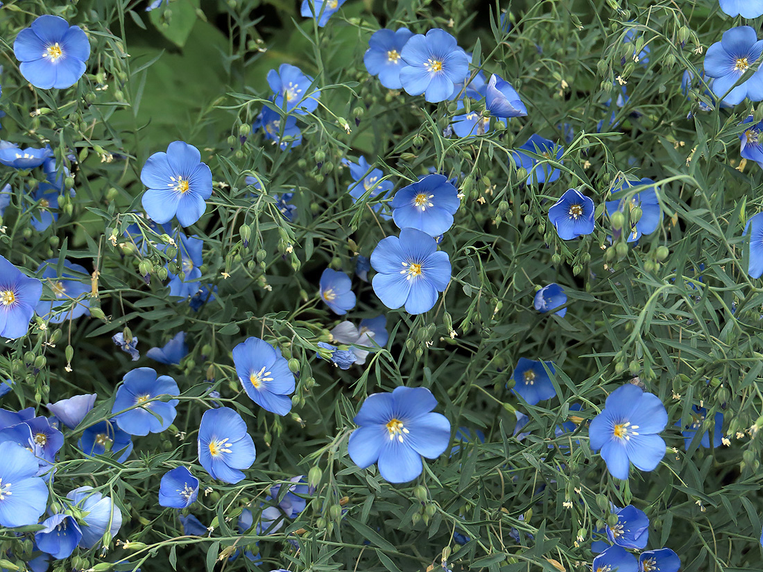 Image of Linum perenne specimen.