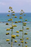 Agave americana