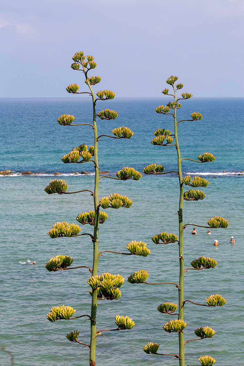 Изображение особи Agave americana.