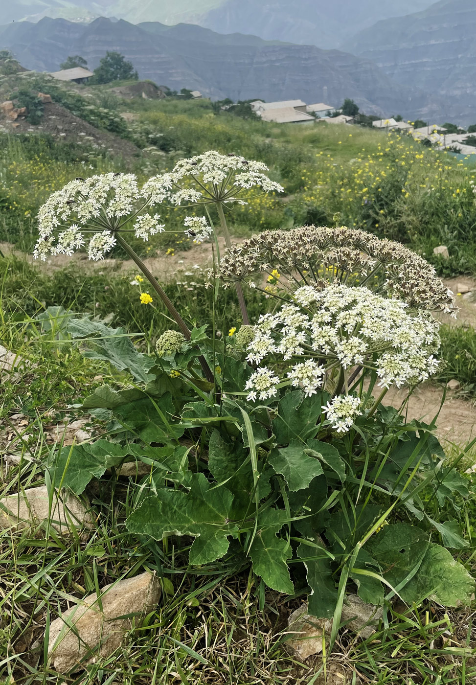 Image of genus Heracleum specimen.