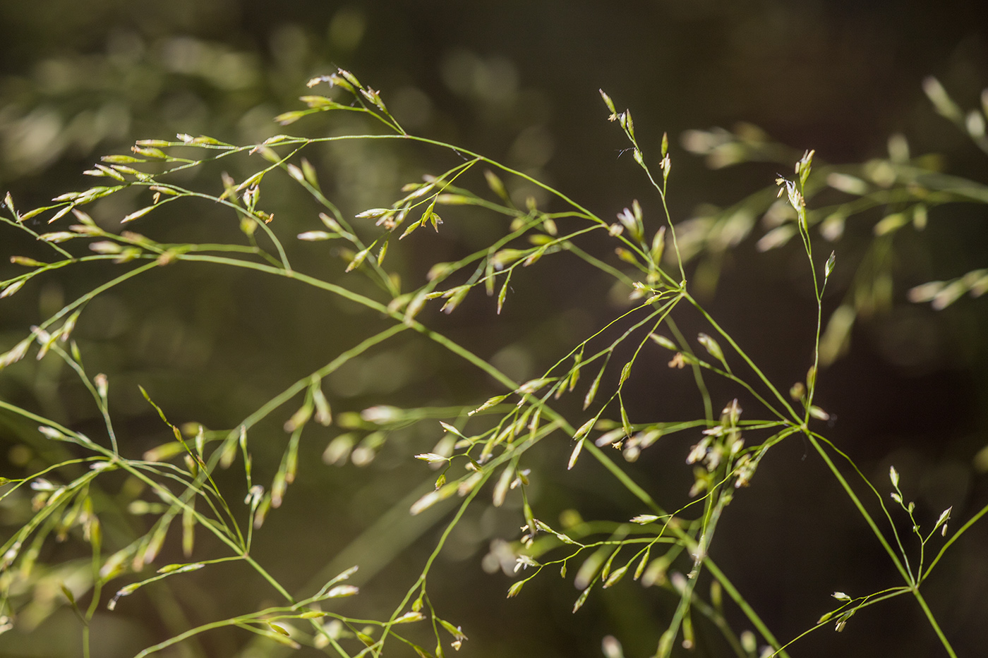 Изображение особи семейство Poaceae.