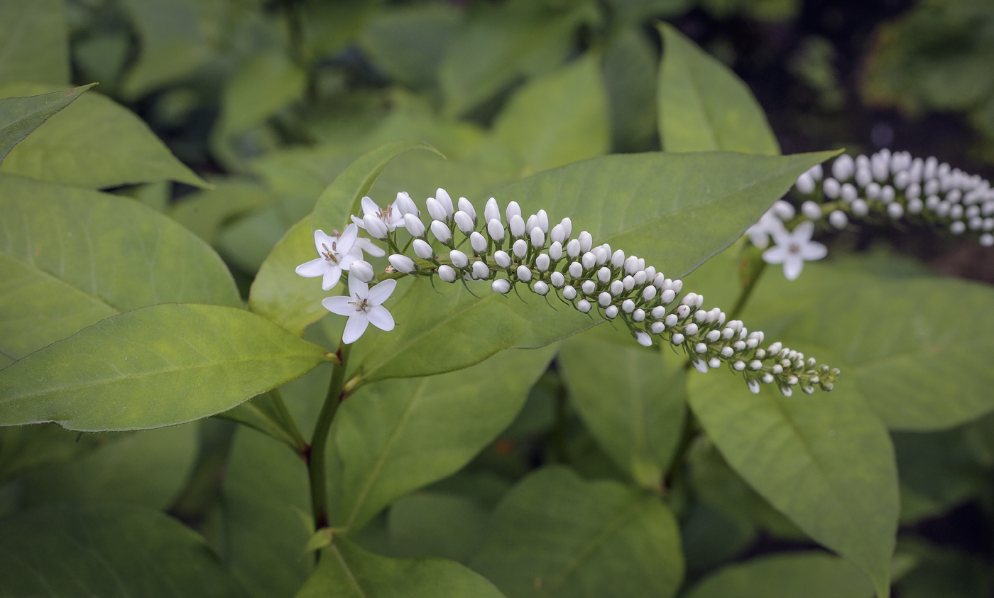 Изображение особи Lysimachia clethroides.