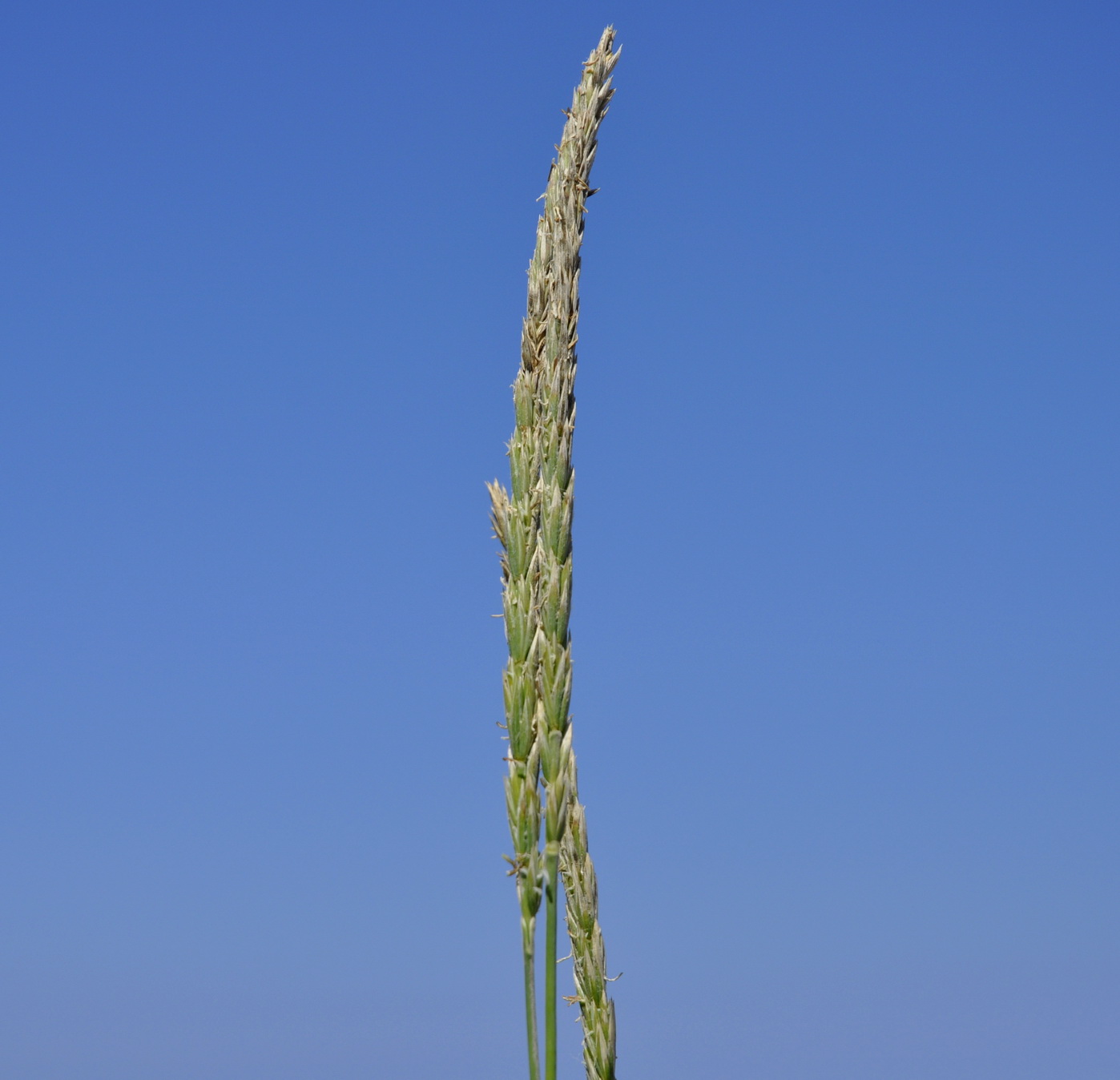 Image of Leymus mollis specimen.