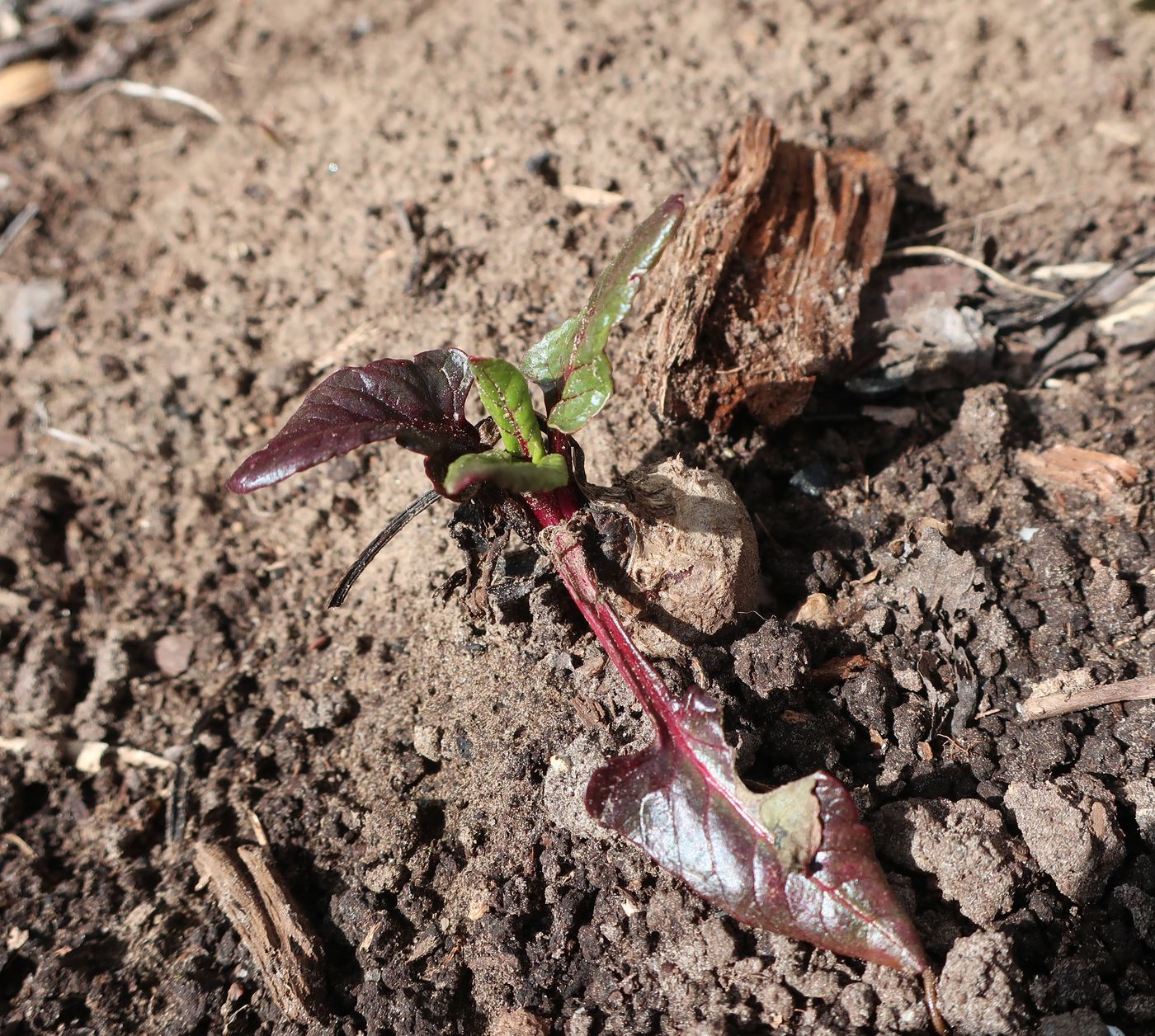 Image of Beta vulgaris specimen.