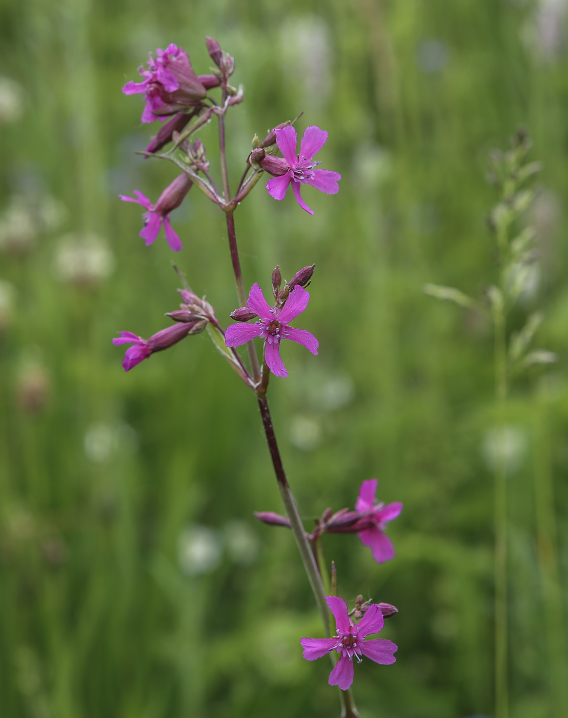 Изображение особи Viscaria vulgaris.