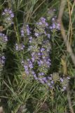 Thymus dzevanovskyi