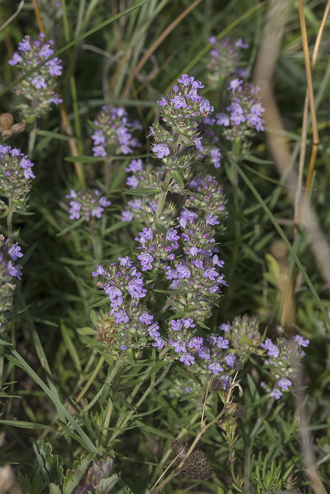 Image of Thymus dzevanovskyi specimen.