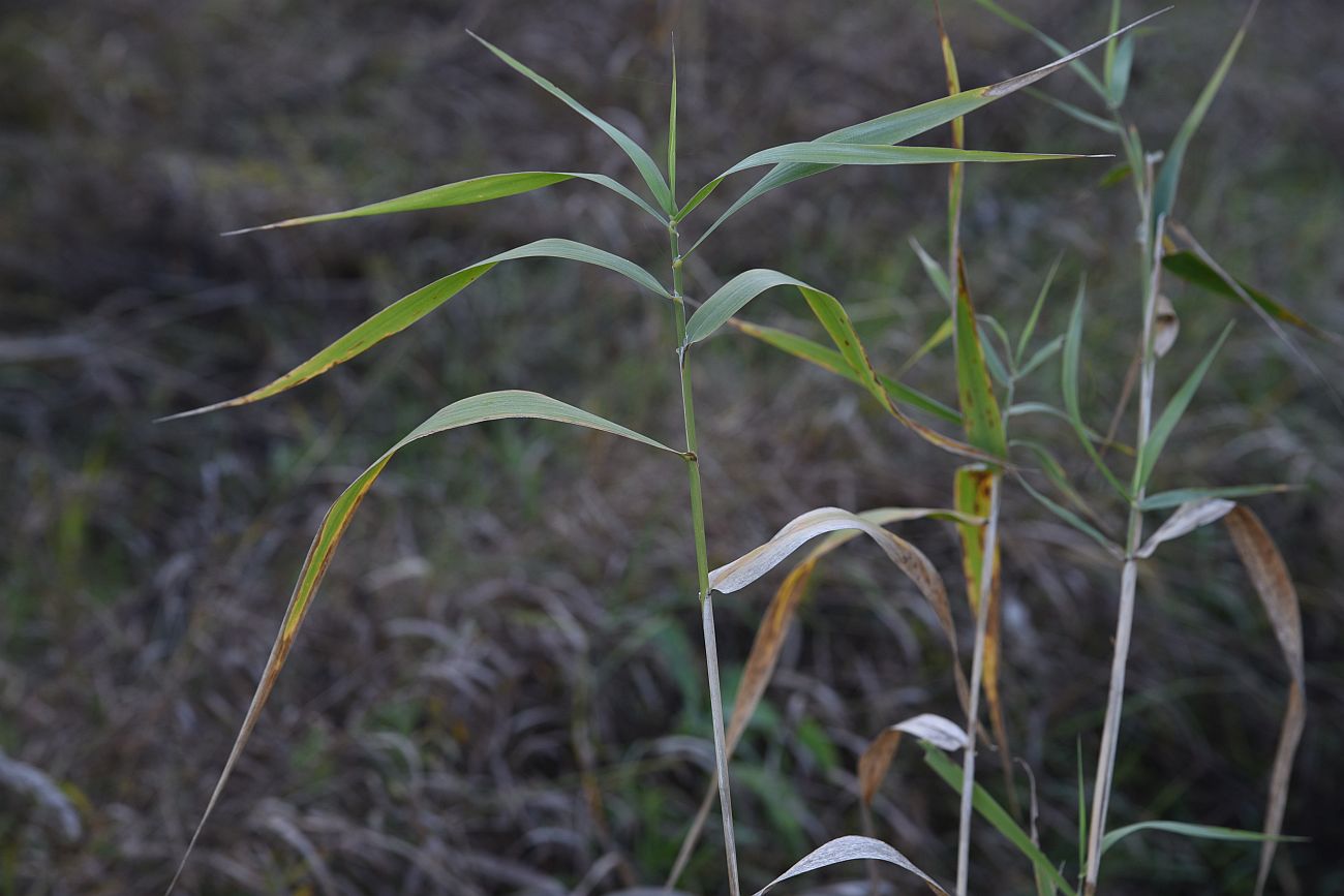 Image of Phalaroides arundinacea specimen.