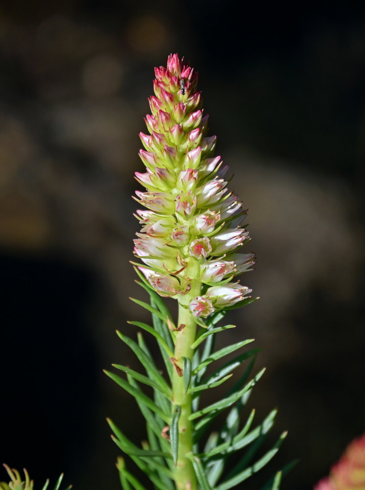 Image of Clementsia semenovii specimen.