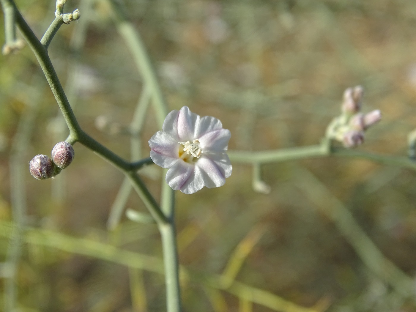 Изображение особи Convolvulus hamadae.