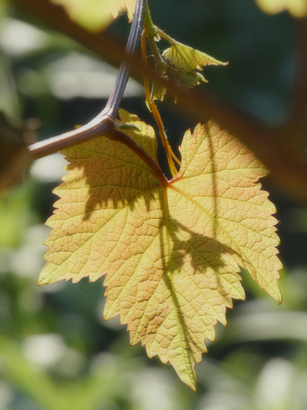 Image of Vitis vinifera specimen.