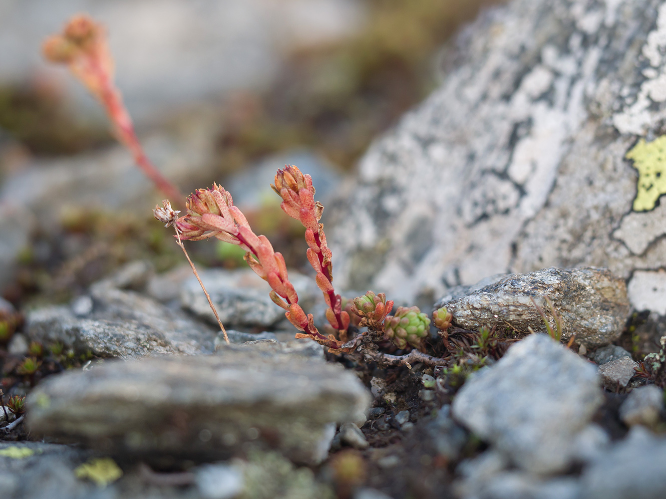 Image of Sedum tenellum specimen.