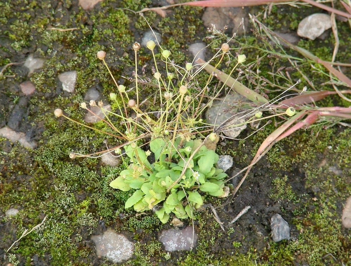 Image of Androsace filiformis specimen.