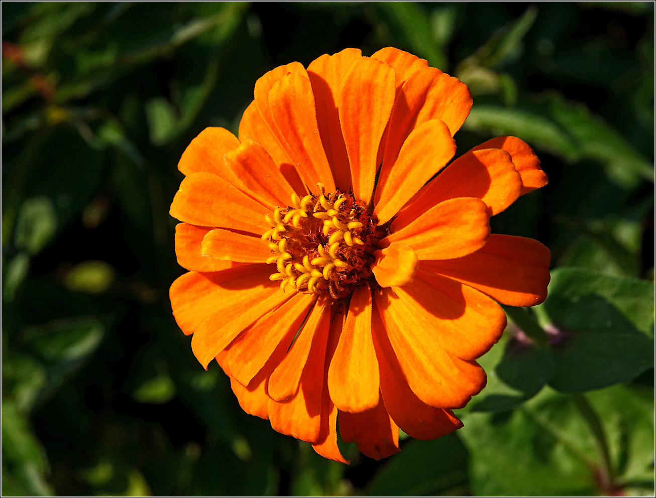 Изображение особи Zinnia elegans.