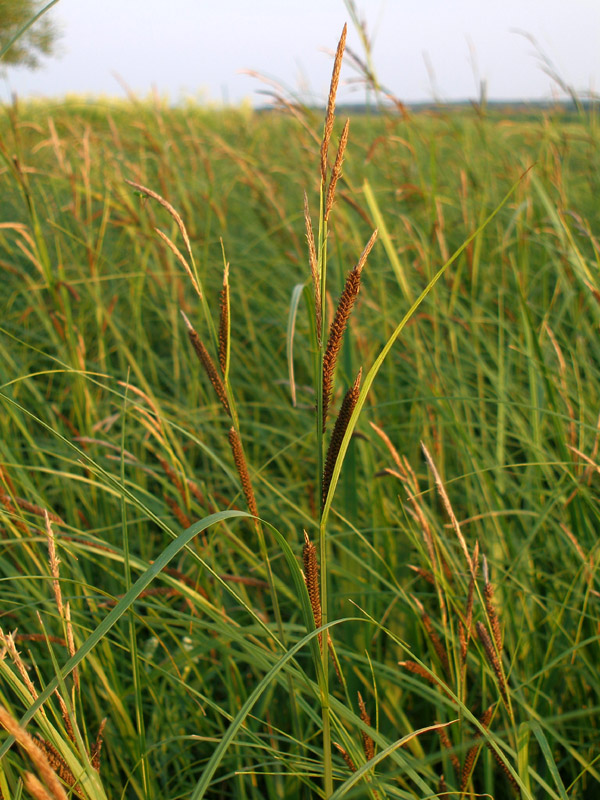 Изображение особи Carex acuta.