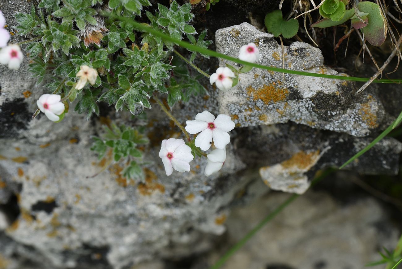 Image of Androsace barbulata specimen.