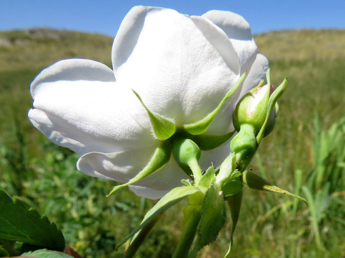 Image of Rosa laxa specimen.