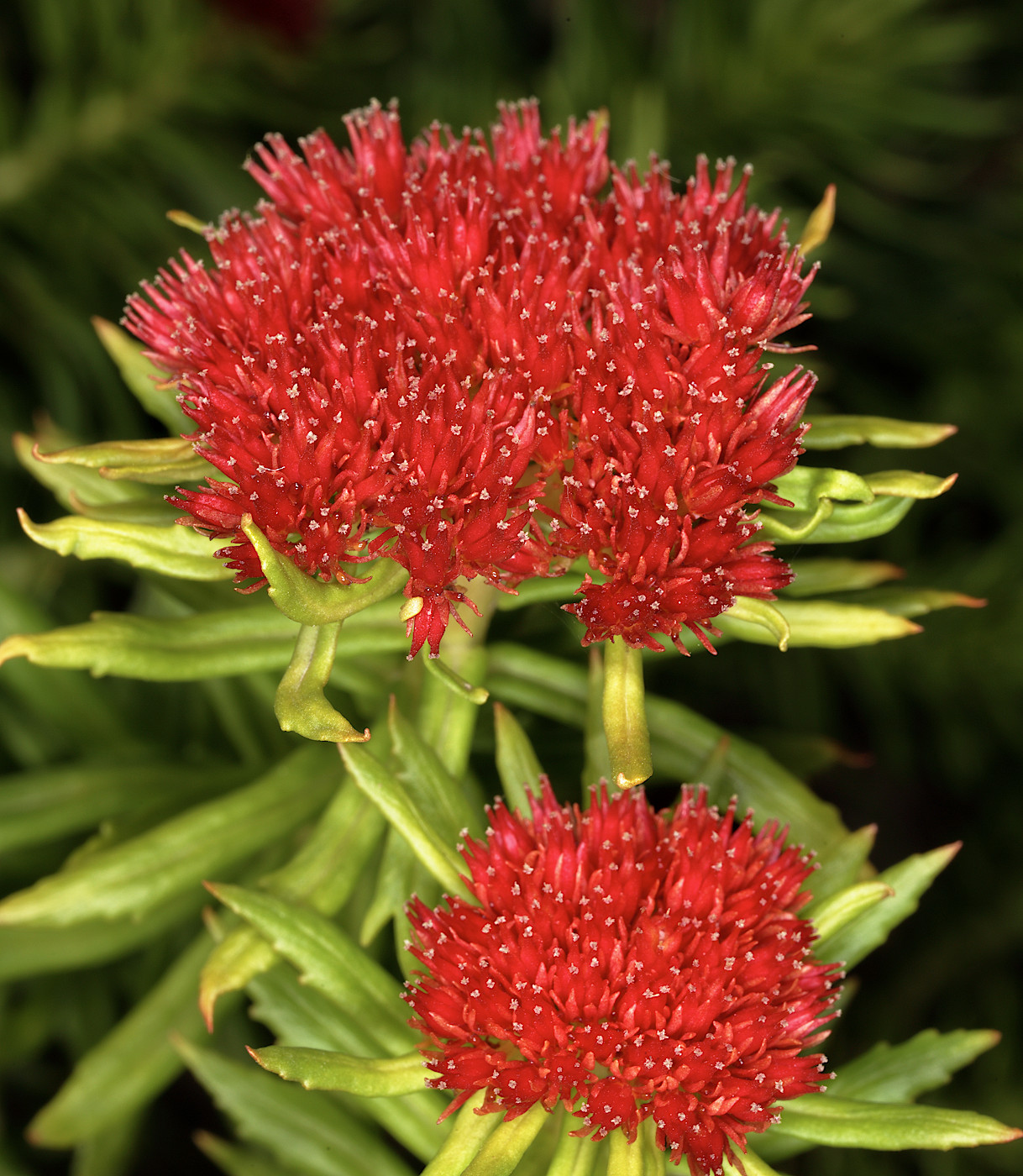 Image of Rhodiola linearifolia specimen.