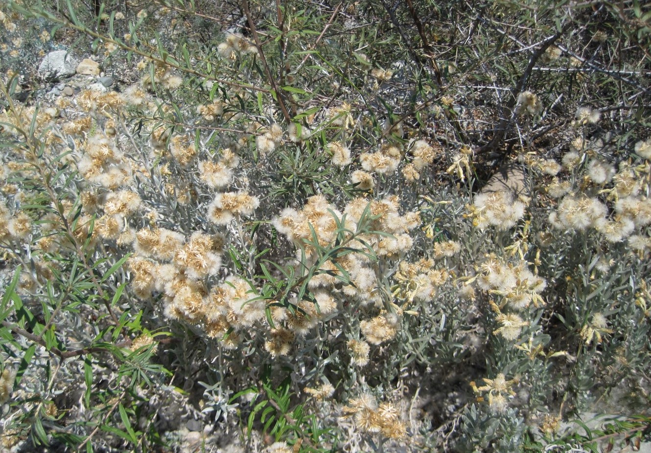 Изображение особи Cladochaeta candidissima.