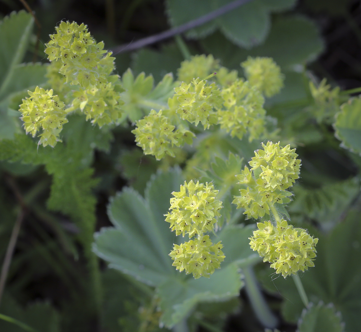 Изображение особи род Alchemilla.