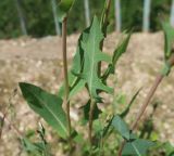 Lactuca serriola