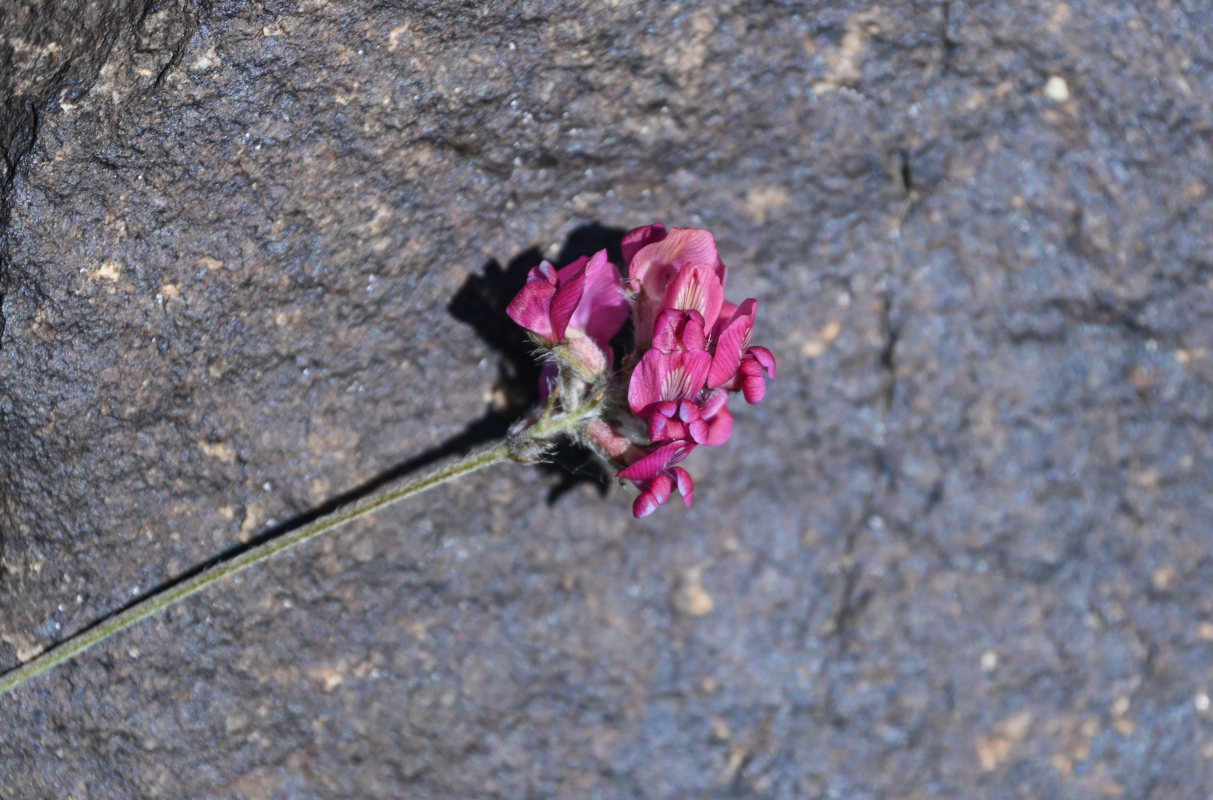 Image of Oxytropis ervicarpa specimen.