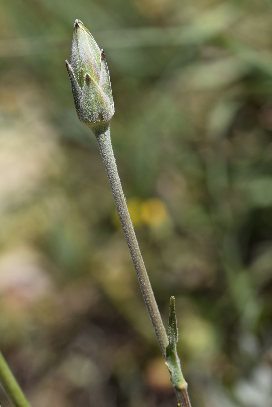 Image of Scorzonera crispatula specimen.