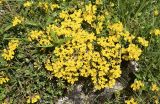 Hippocrepis comosa. Цветущие в траве растения. Испания, автономное сообщество Каталония, провинция Жирона, комарка Рипольес, муниципалитет Мольо, окр. перевала Коль-де-Арес (1513 м н.у.м), склон южной экспозиции, каменистый луг. 08.06.2021.