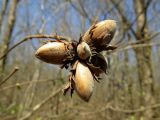 Corylus avellana. Прошлогоднее соплодие. Санкт-Петербург, Дудергофские высоты, широколиственный лес. 26.04.2023.