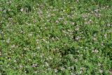 Erodium cicutarium