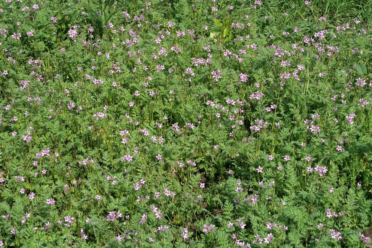 Изображение особи Erodium cicutarium.