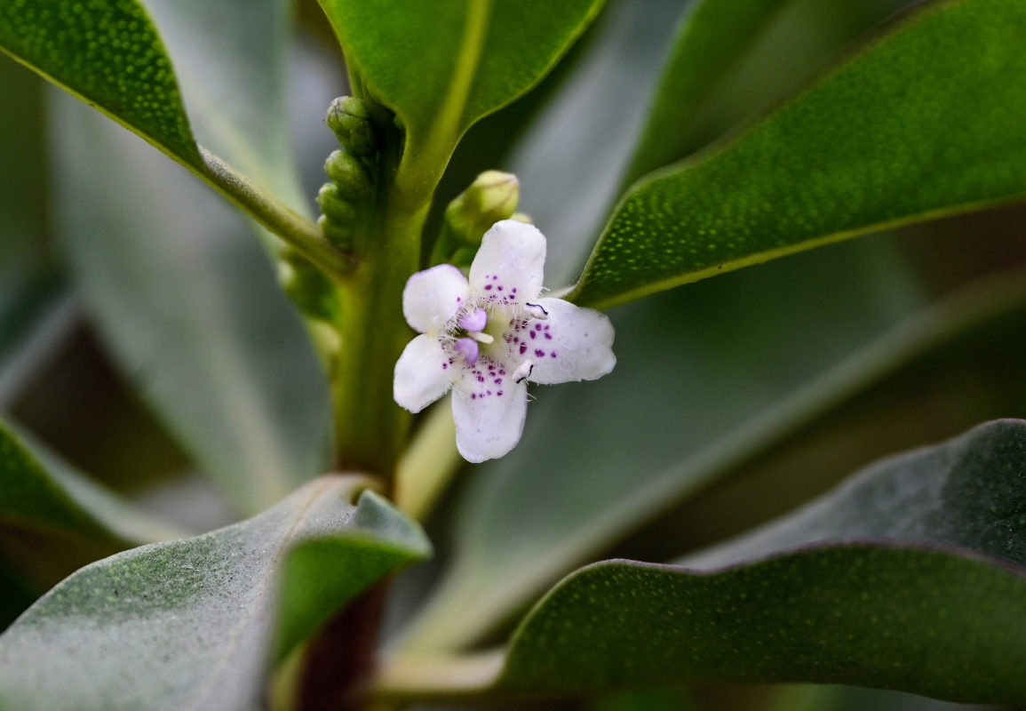 Image of Myoporum laetum specimen.
