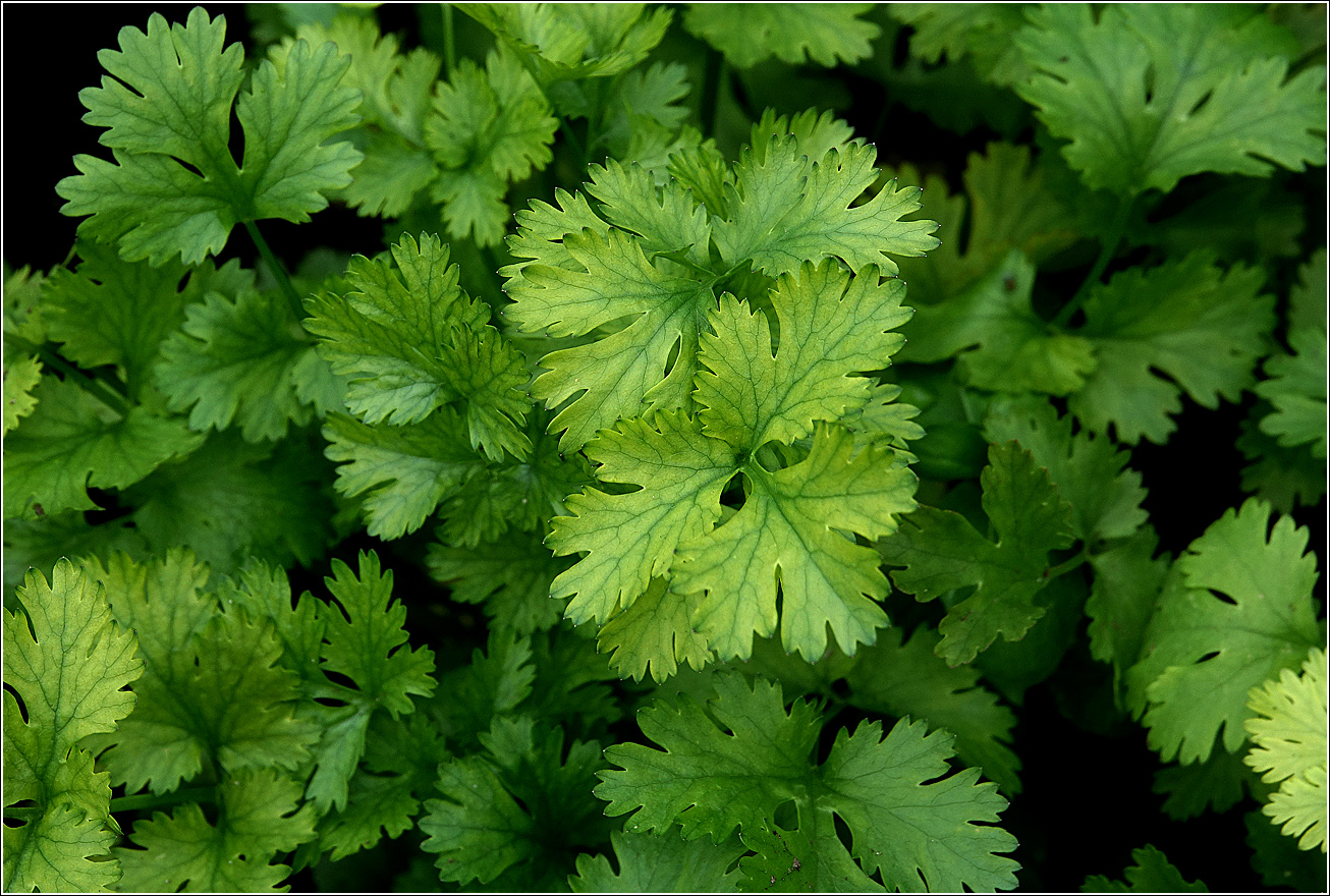 Image of Coriandrum sativum specimen.