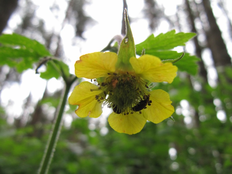 Image of Geum × intermedium specimen.