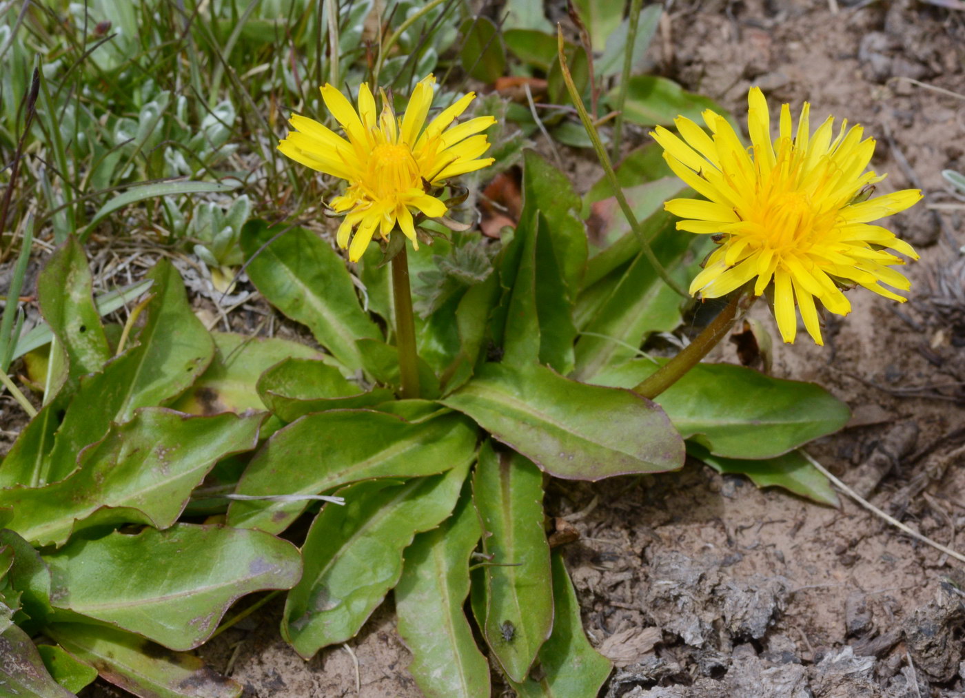 Изображение особи Taraxacum maracandicum.