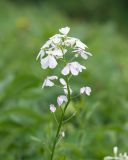 Hesperis voronovii. Верхушка соцветия с цветками и завязавшимися плодами. Адыгея, Кавказский биосферный заповедник, долина р. Армянки (Инструкторская Щель), ≈ 2100 м н.у.м., субальпийский луг. 28.06.2023.