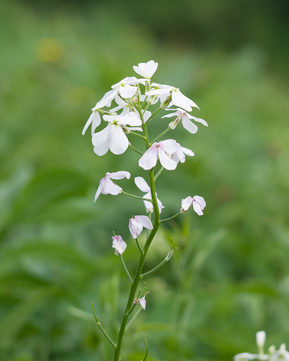 Изображение особи Hesperis voronovii.