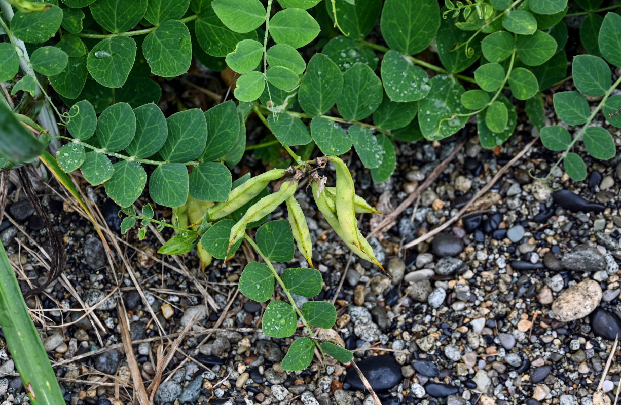 Image of Lathyrus japonicus specimen.