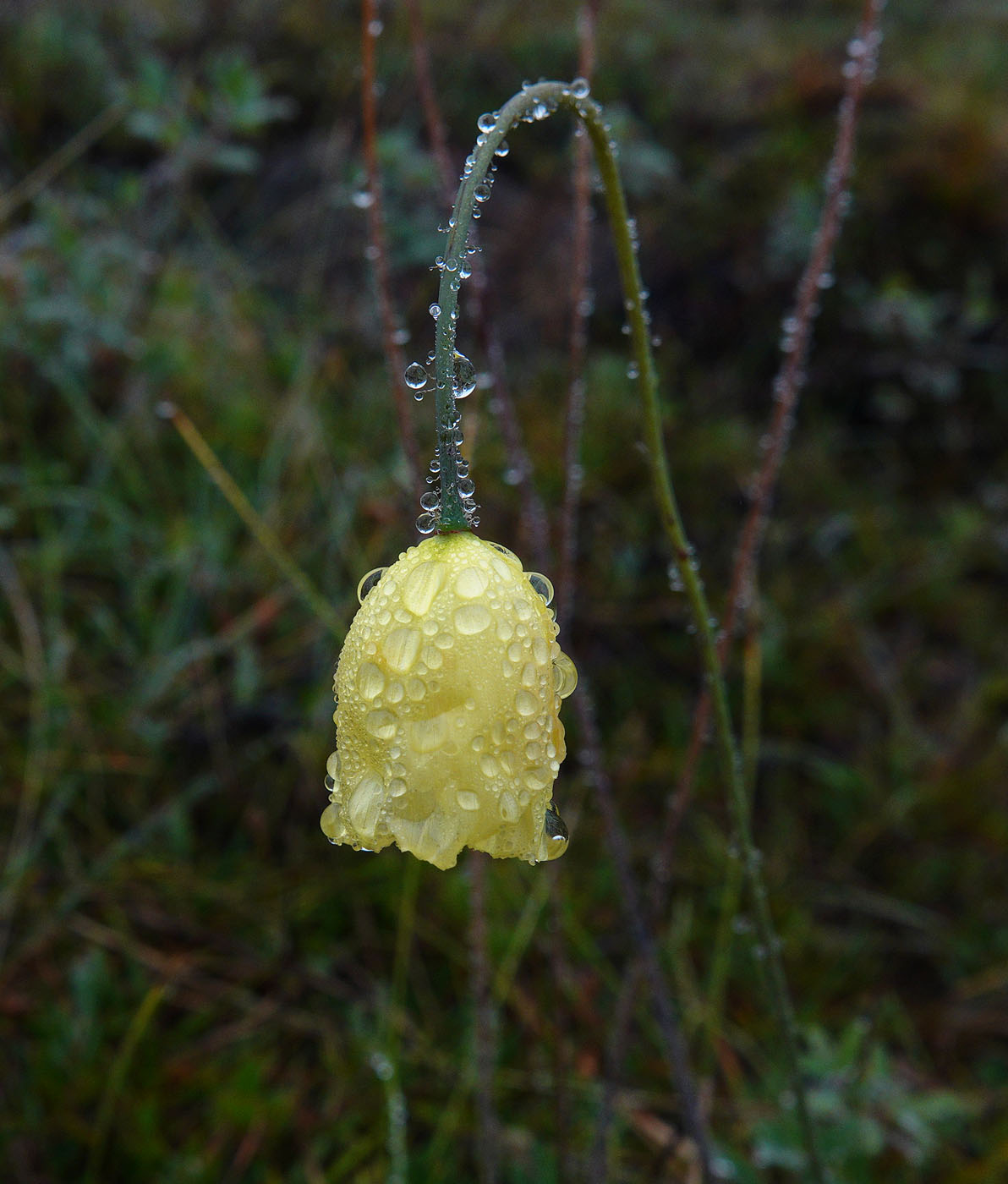 Image of genus Papaver specimen.