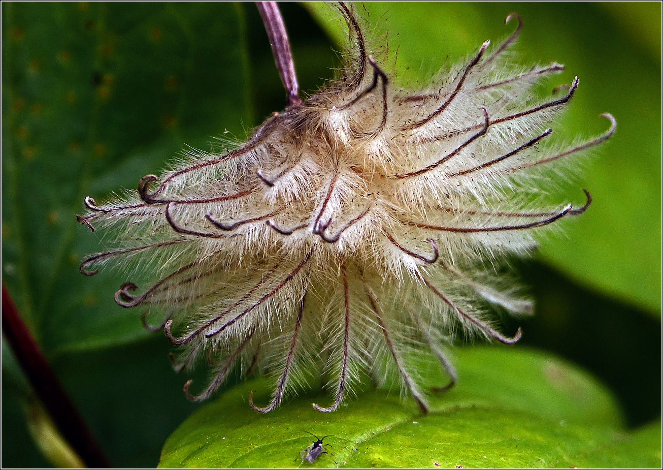 Изображение особи Clematis &times; jackmanii.