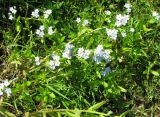 Myosotis palustris