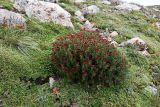 Rhodiola coccinea