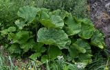 Petasites amplus