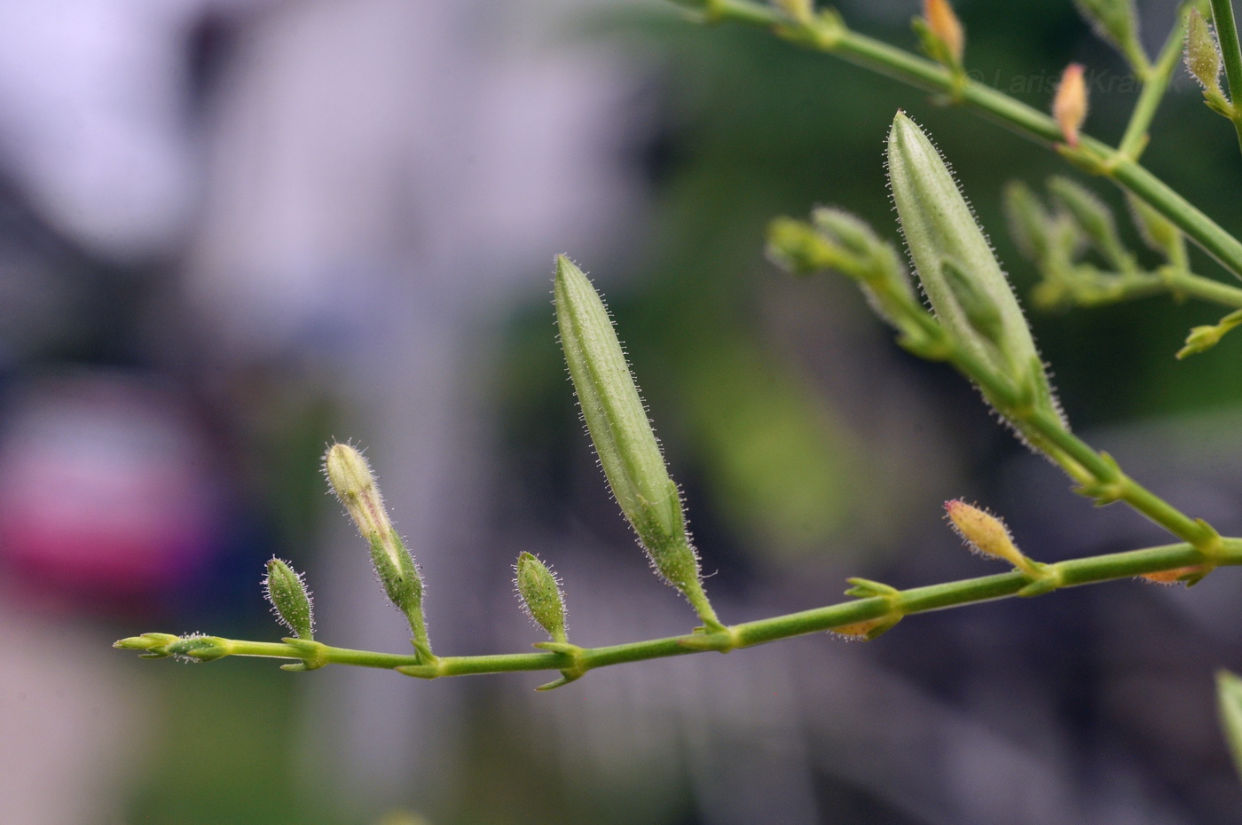 Image of Andrographis paniculata specimen.