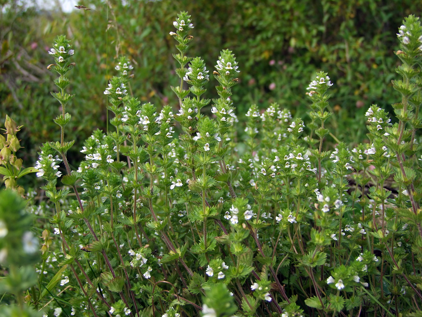 Изображение особи Euphrasia hirtella.