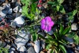 Dianthus caucaseus